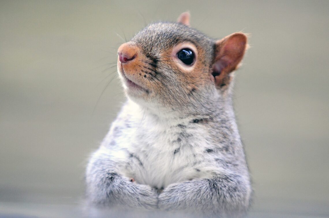 squirrel