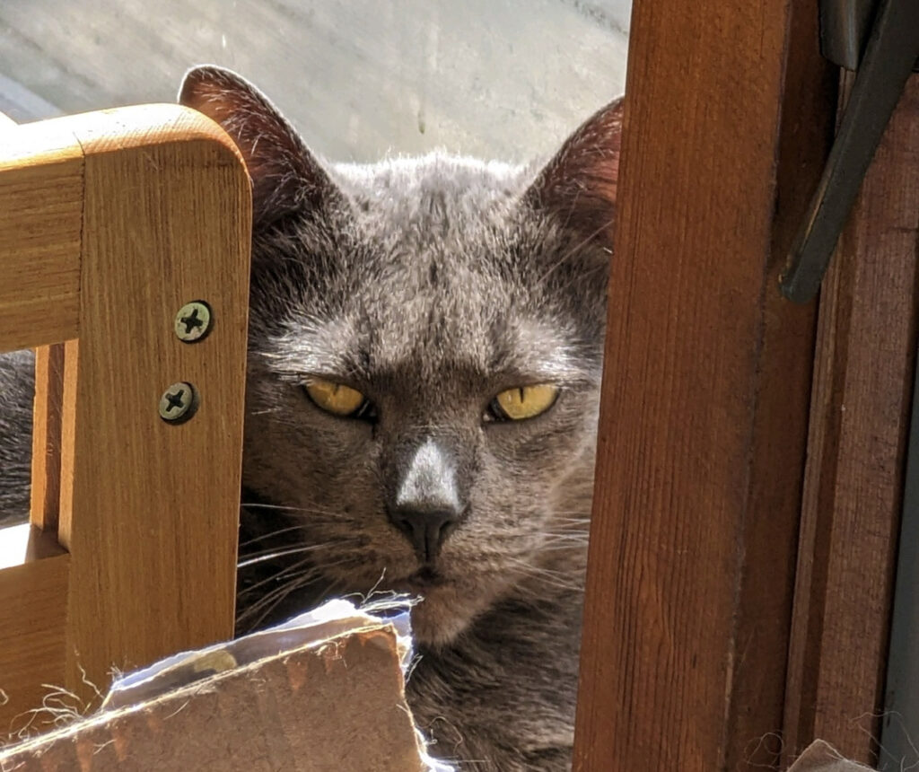 GRAY CAT PLOTTING